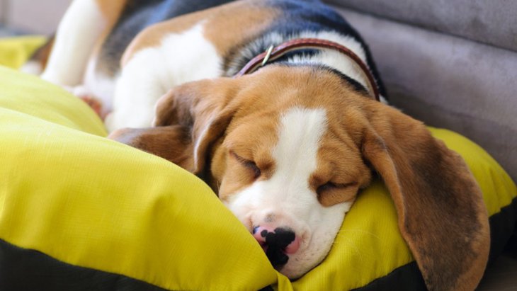 犬にとって『寝心地のいいベッド』の条件3つ！何を意識すれば快眠に繋がるの？