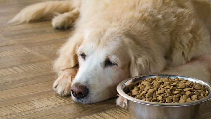 犬の食いつきが悪くなってきた時の原因３選！適切な対処法まで解説