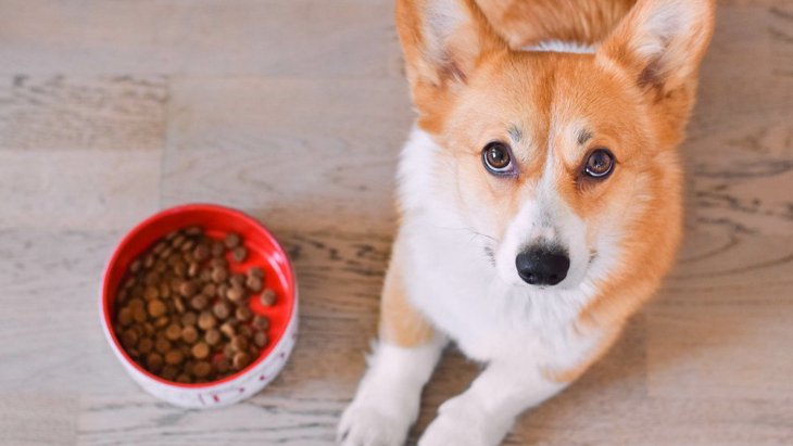 犬がご飯を散らかしながら食べる原因５つ！改善するための方法は？