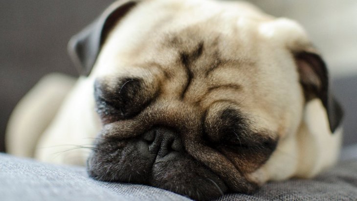 犬は1日に何時間くらい寝るのが普通？平均睡眠時間は？寝不足になっている時の症状まで紹介