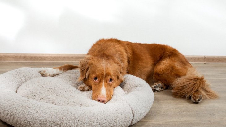 犬にとって「最悪な寝床」の特徴5つ！絶対ダメな理由と心地よいベッドの作り方