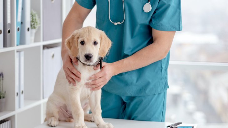 子犬が急死する『危険な病気』３選　症状から見極める方法や病院へ行く基準