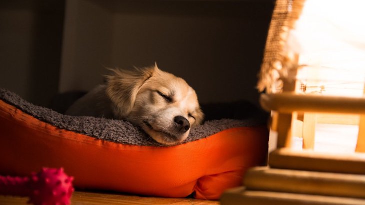 犬が熟睡できている時にする寝相や仕草5選♡快適な寝床を作るコツは？