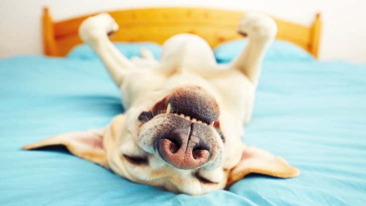 犬の寝ている姿でわかる心理５選！体調が良くない時はどんな姿勢をしているの？