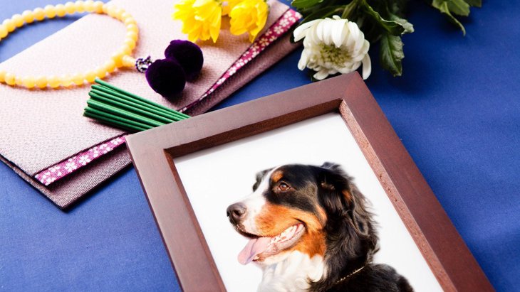 犬のお葬式って何をすればいいの？愛犬を送り出すための6つの手順