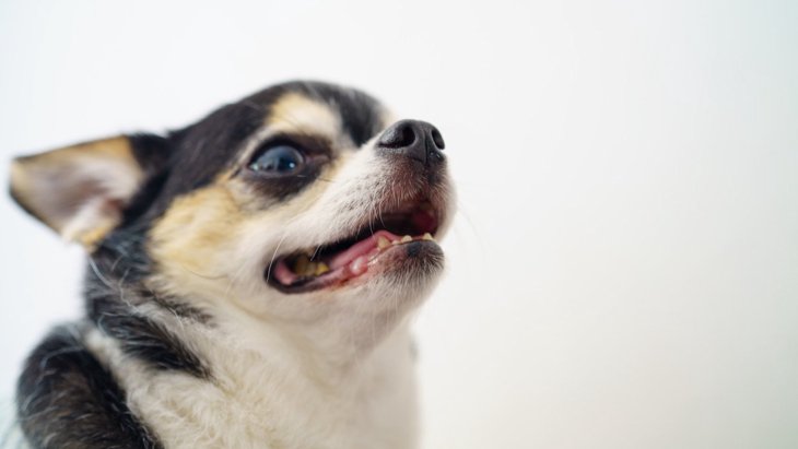 犬のあごがプルプル震える理由とは？5つの原因や病気の可能性 | わん