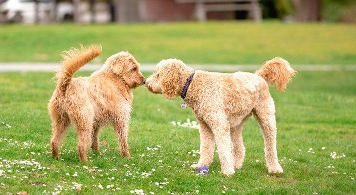 犬からウザがられる犬の特徴４選！愛犬はこんな行動を他の犬にしていませんか？