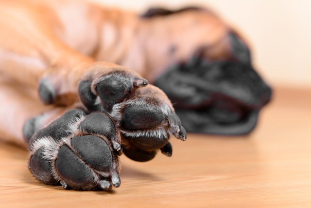 犬を飼って床が臭くなった？主な原因とおすすめの消臭方法
