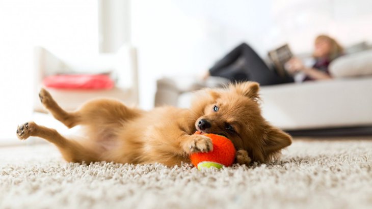 犬に絶対NGな「室内の遊び方」5選！必ず知っておくべき超危険な行為とは？