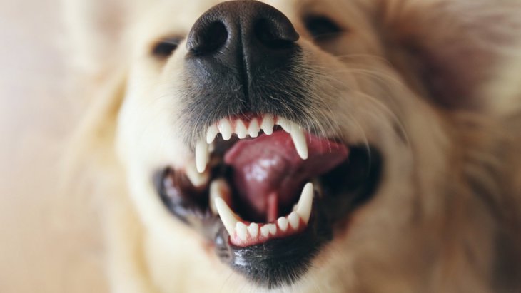 犬の口が臭くなっている時の原因４選！もしかしたら病気になっていることも…！