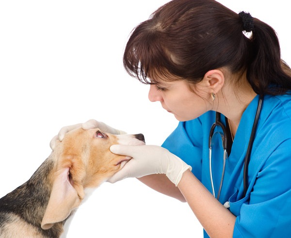 犬の目が開かない時に考えられる原因や病気、予防方法について解説