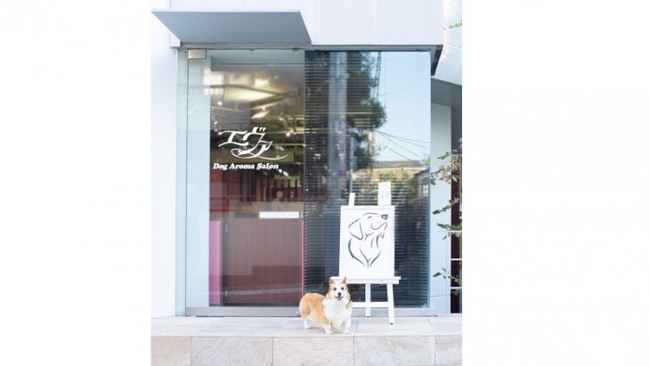 【東京都】愛犬のためのトータルケアサロン エヴァ（自由が丘店）｜店舗の特徴・魅力を紹介！