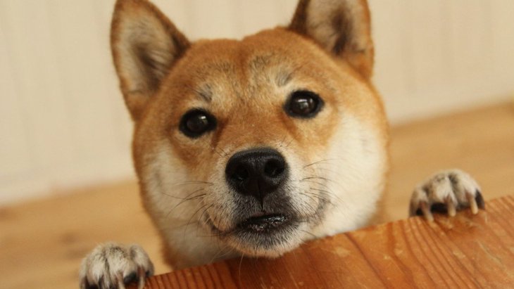 日本犬は認知症になりやすいって本当？なにか対策はある？