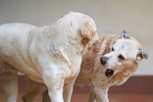 セラピードッグはストレスを受けた犬を癒すことができるか？【研究結果】