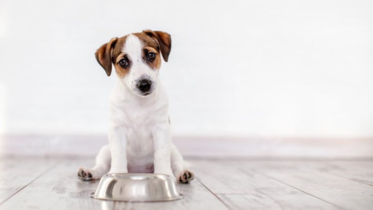 犬がご飯を残す時の理由は？5つの原因と適量を食べてもらう方法