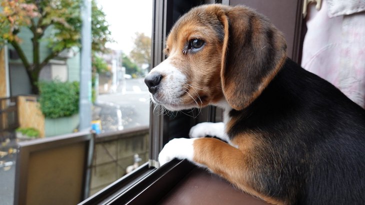 犬が窓から外を眺めている時の心理４つ