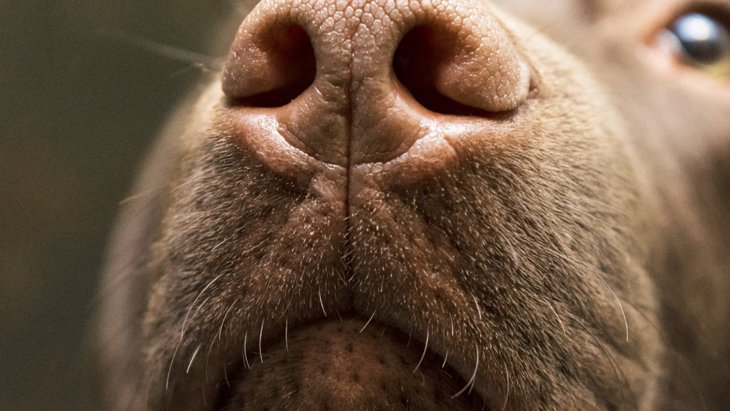 犬が『嫌がる匂い』5選！体にもたらす悪影響とは？