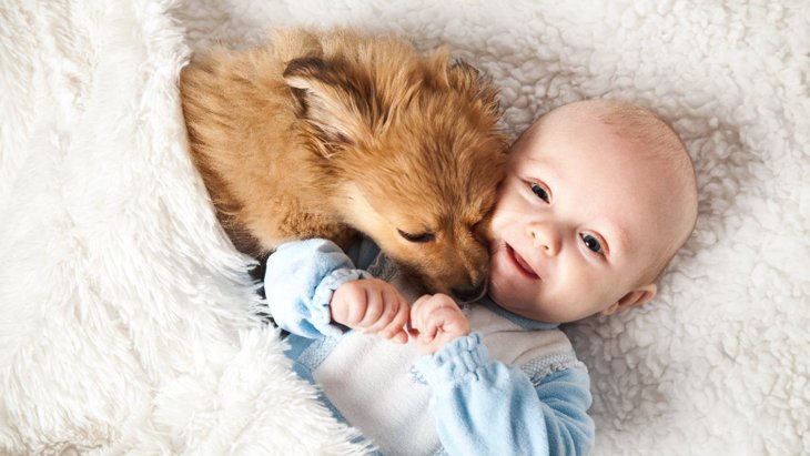 犬は人間の赤ちゃんと同じ方法で単語を学ぶという研究結果