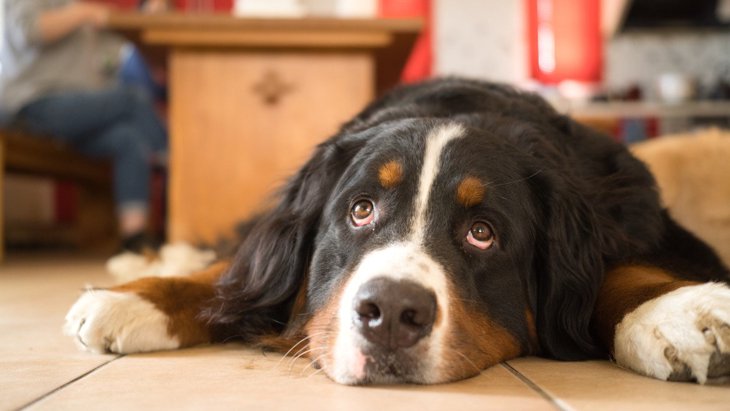 犬が「退屈だなあ」と思っている時のサイン４つ！仕草や行動、飼い主がすべき対応とは？