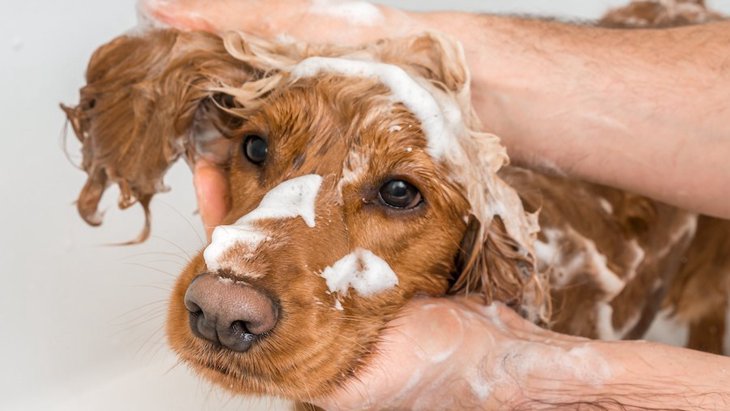 犬が皮膚病になってしまうNG行為５選！普段からすべきお手入れとは？