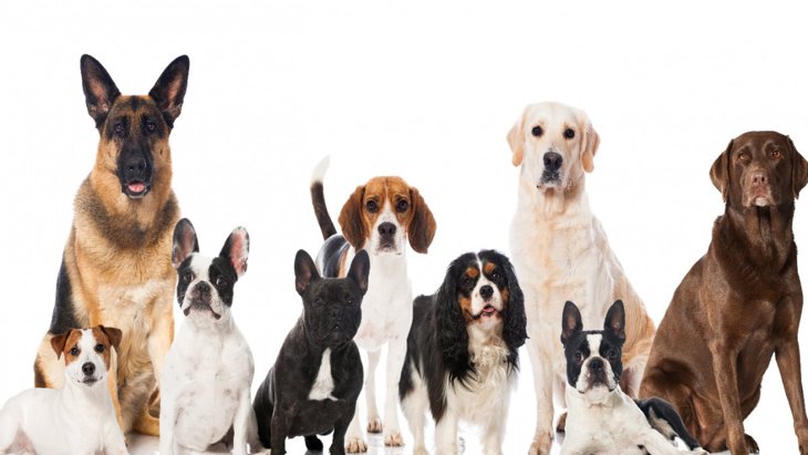 犬種と犬の行動はどれくらい関連しているのか？という研究結果