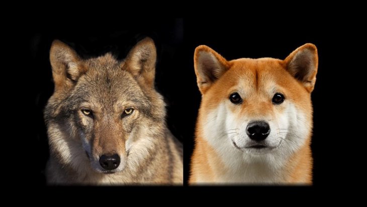 狼（オオカミ）と犬の違い4つ！ | わんちゃんホンポ