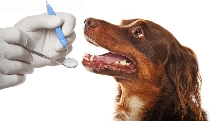 犬の噛み合わせが悪いとどうなる？不正咬合の症状と治療法