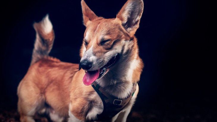 犬がくしゃみをする理由とは？考えられる心理や病気の可能性を解説
