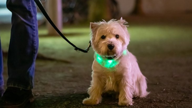 犬の夜間のお散歩に『犬用ライト』を使うべき３つの理由