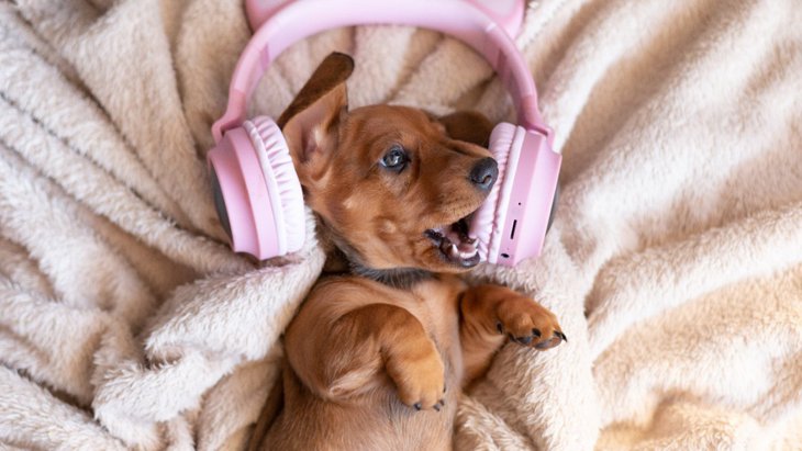 音楽やオーディオブックは留守番中の犬の福祉に効果的？【研究結果】