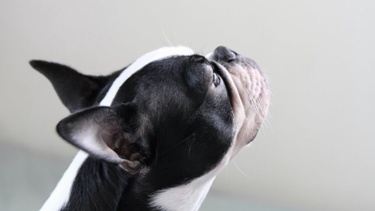犬が悲しい声で『クーン』と鳴く理由とは？5つの心理を解説