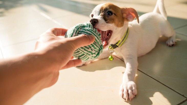 犬のおもちゃを簡単DIY！『人気の手作りおもちゃランキング』トップ4