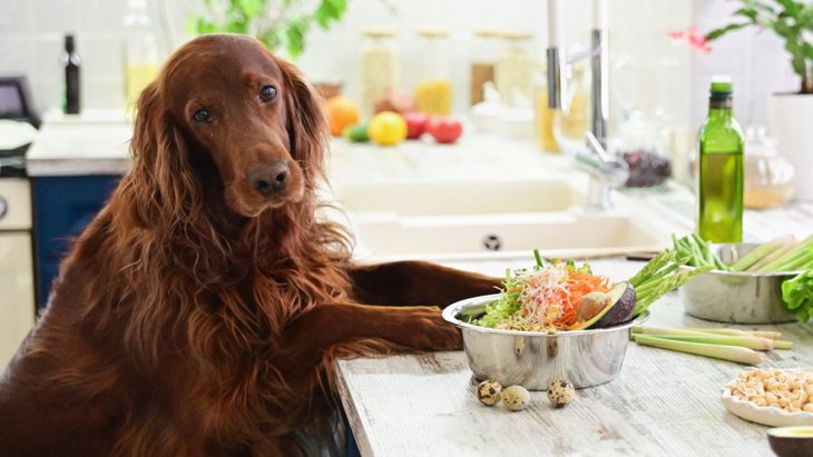 【絶対NG】犬が食べてはいけない『夏野菜』３選
