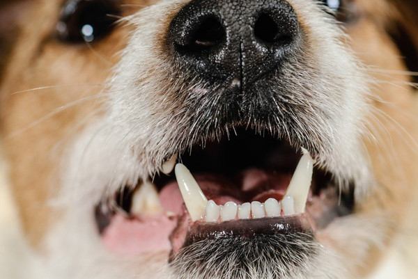 犬の乳歯遺残とは？乳歯が抜けない原因や症状、治療法・費用など