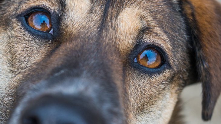 犬の『目がウルウルしている』時の心理４選！病気になっている可能性は？