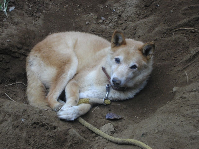 犬の穴掘りの習性を知って気持ちを理解しよう わんちゃんホンポ