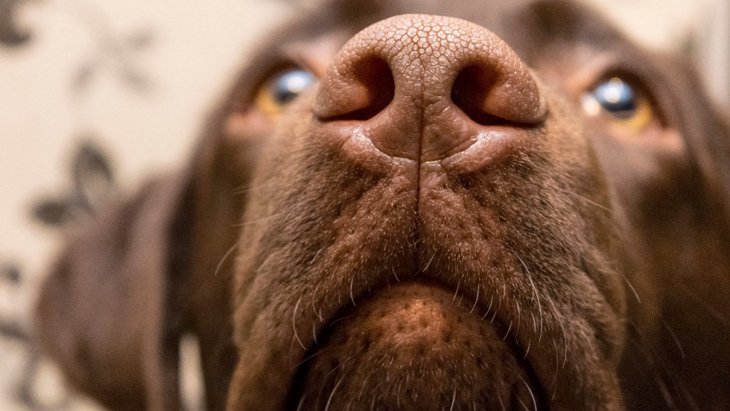犬が人の股間のニオイを嗅ぐ理由とは？３つの心理を紹介