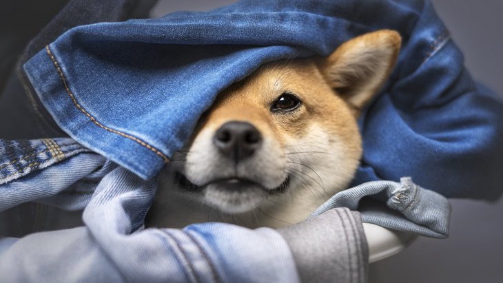 犬が『洗濯物』を好む理由３選！服の上で転がるのをやめさせるための対策まで解説