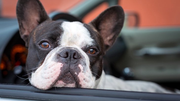 小型犬と車でおでかけするときの注意点とは？安全のための便利グッズ３選