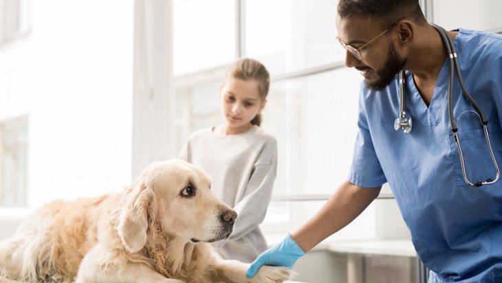 犬が咳をする時に考えられる5つの病気　動物病院に行くべき危険な症状とは？