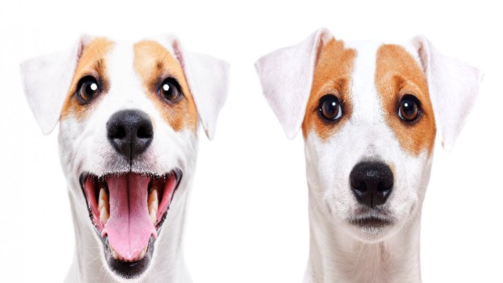 犬が耳をペタンと下げている時の心理３選！接し方のコツまで解説