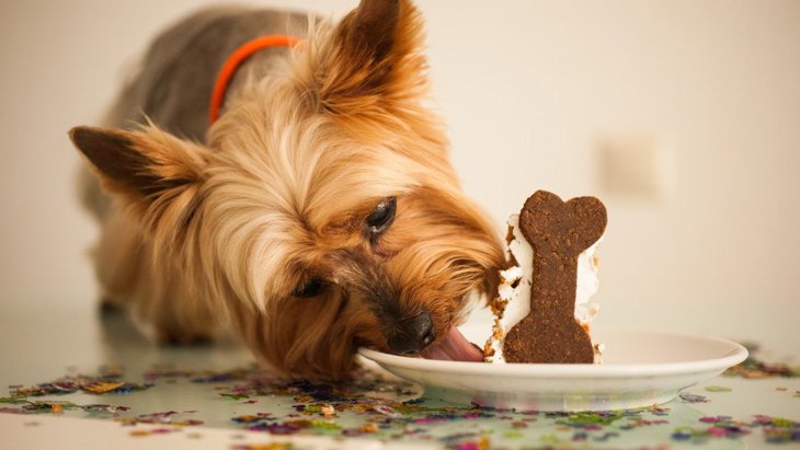 犬用クッキーは何が違う？意外と知らないお菓子の違いを４つ解説