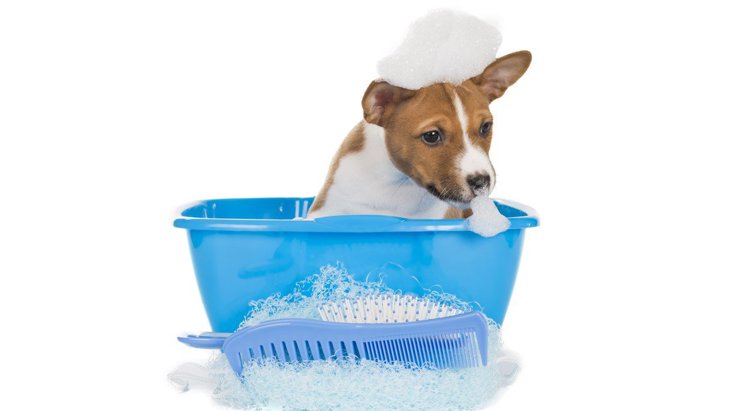 犬を洗う場所はどこがいい？目的別の選び方や自宅以外で洗う方法