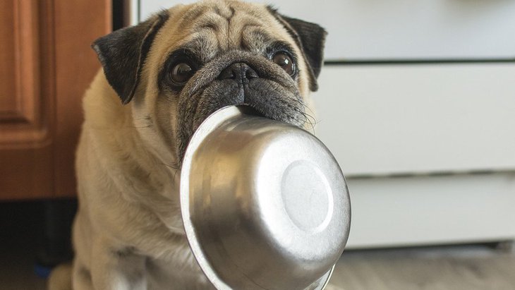 犬がご飯を食べない理由と対策！わがままや病気から高齢まで