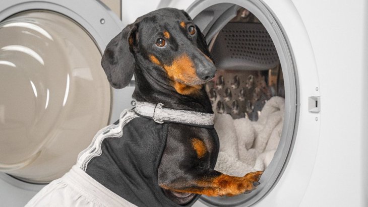 犬のベッド「NGな洗い方」5選！そのまま洗濯機に入れていませんか？
