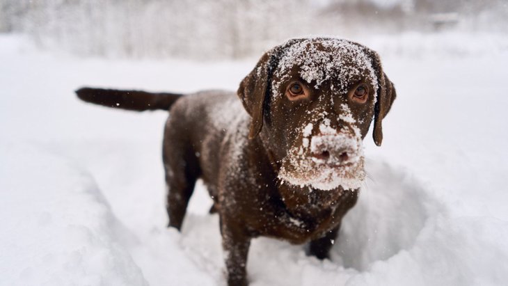 犬と雪の日に散歩する時の『絶対NG行為』6選！注意しないと大けがに繋がるかも…！