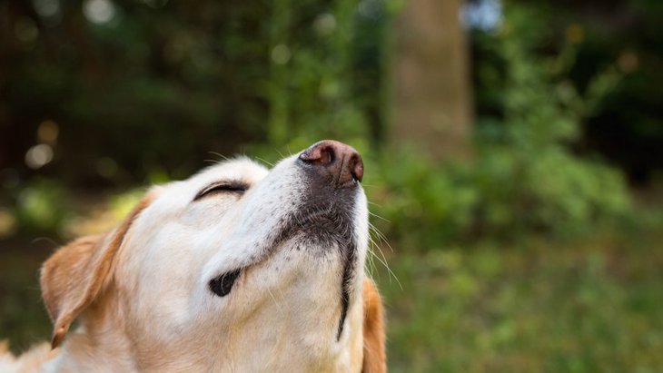 犬は糖尿病患者の低血糖症をどれくらい正確に検出するかという研究結果
