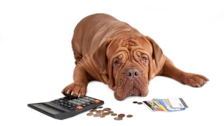 『お金に余裕がない人』が犬を飼うリスク3選！想像以上に支出が増える覚悟を