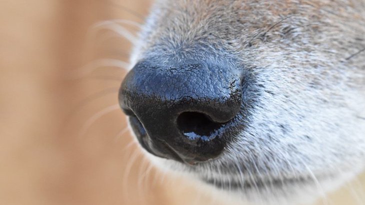 犬の鼻の動きから分かる心理５つ