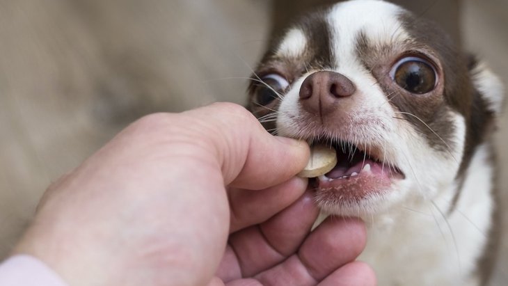 犬の問題行動への投薬治療をどう思う？アメリカでのアンケート調査